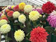 BMCB Harrogate Flower Show Sep 2015- (14)c